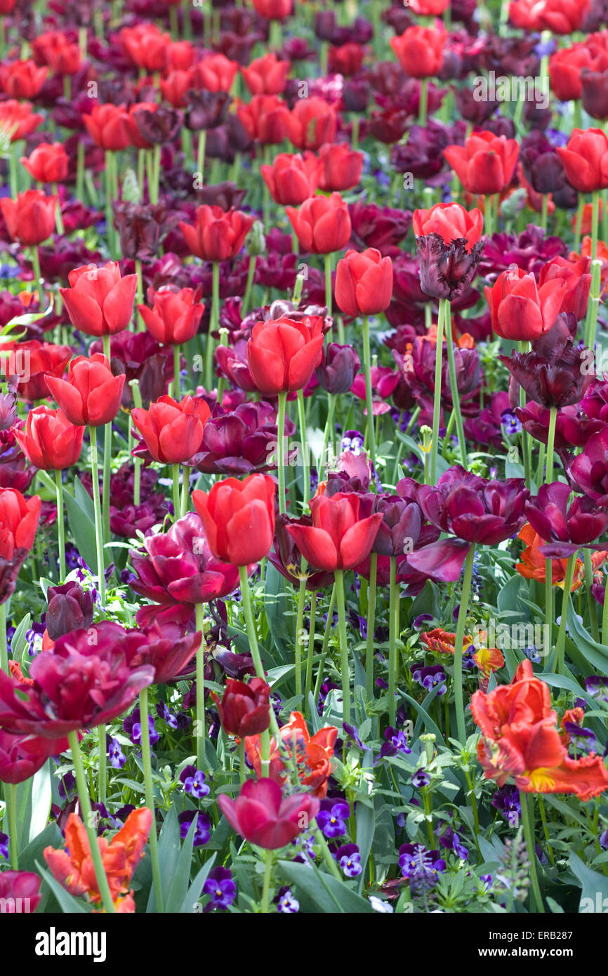 Campo de tulipanes del jardín en Amsterdam Holanda Foto de stock