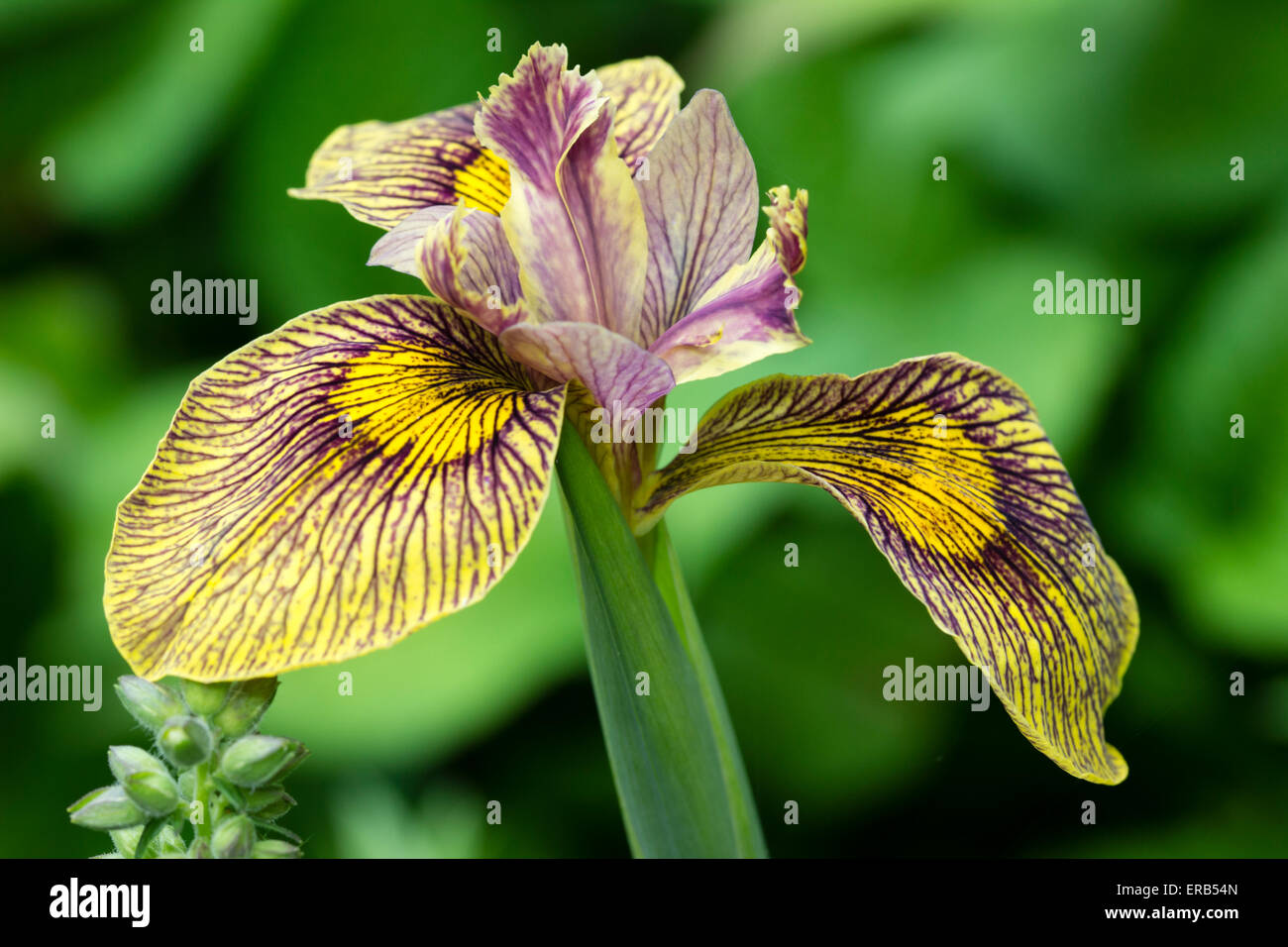 Compensado cae del Iris pseudacorus x chrysographes híbridos "Holden Clough' Foto de stock
