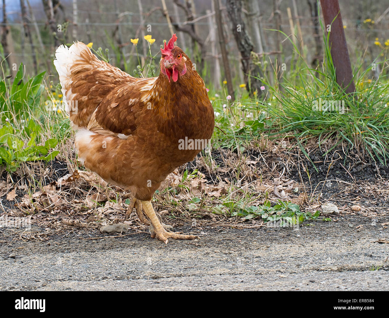 Rhode Island Red pollo: sano y free range Foto de stock