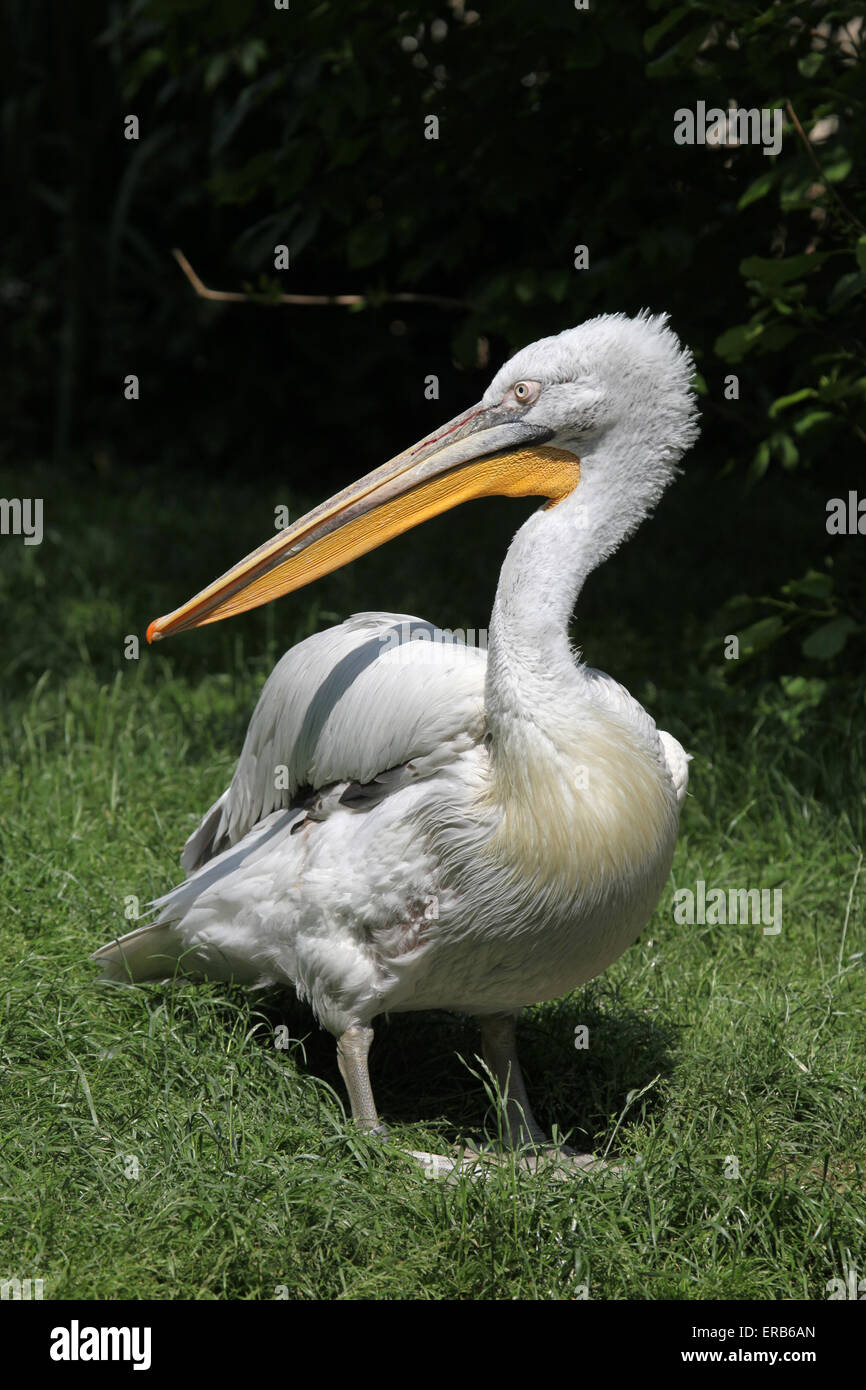 Pelícano dálmata (Pelecanus crispus) en el parque zoológico de Praga, República Checa. Foto de stock