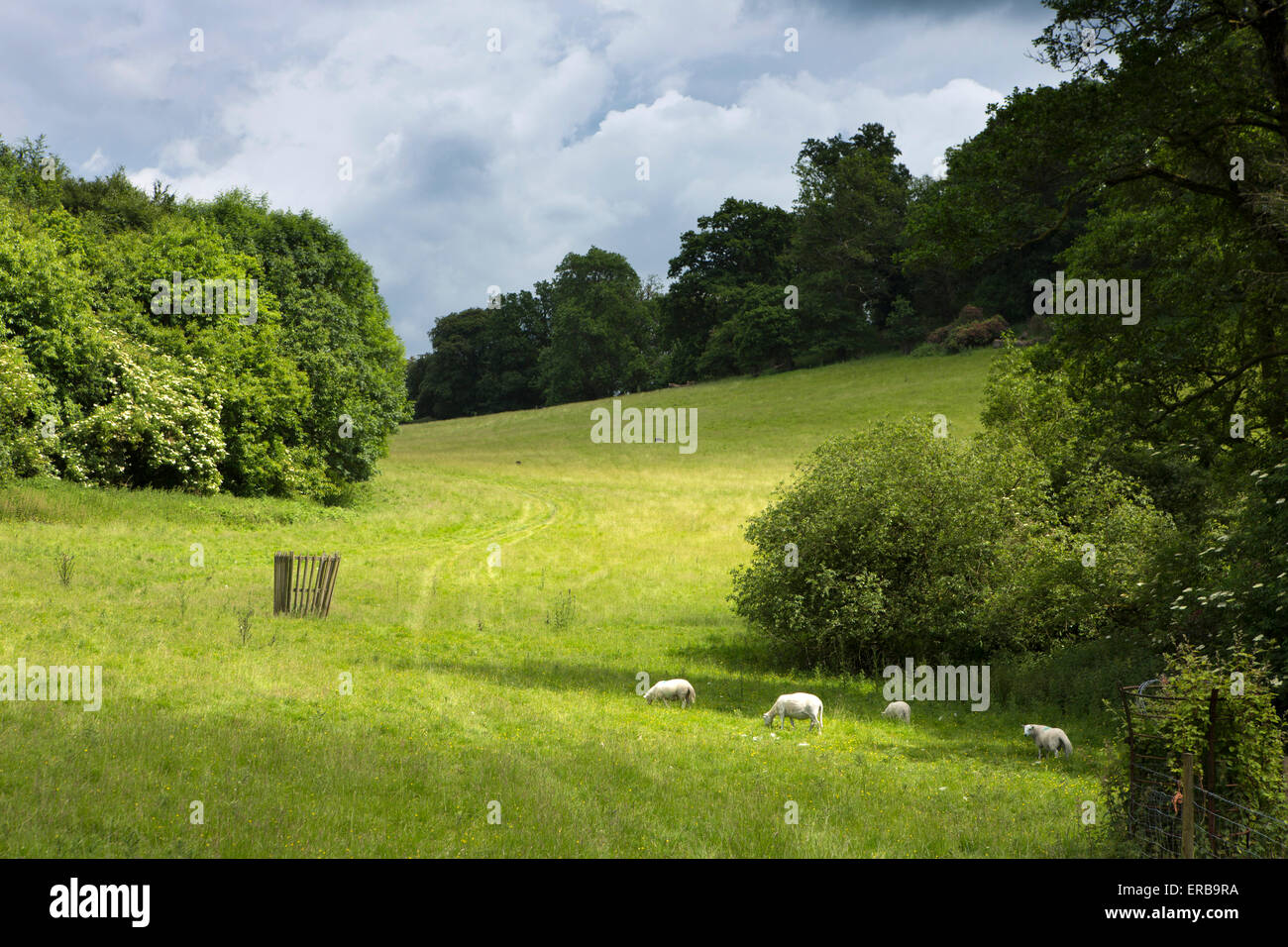 Carmarthenshire, Gales, Llandeilo, Dinefwr Park, el pastoreo ovino medieval en Deer Park. Foto de stock