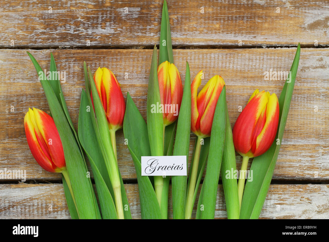 Gracias (que significa gracias en inglés) tarjeta con tulipanes rojos y