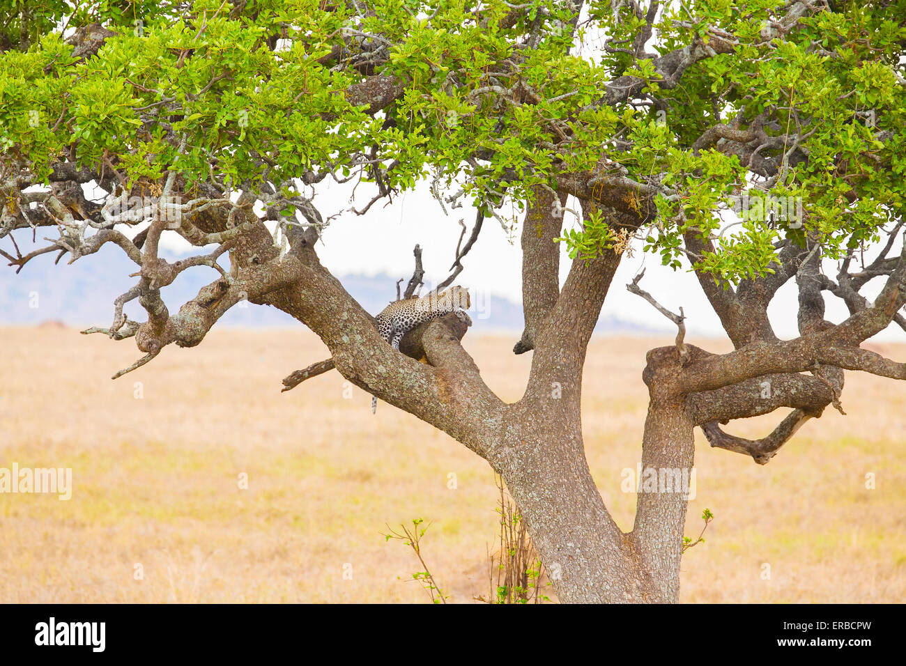 El leopardo descansa en el árbol después de la comida Foto de stock