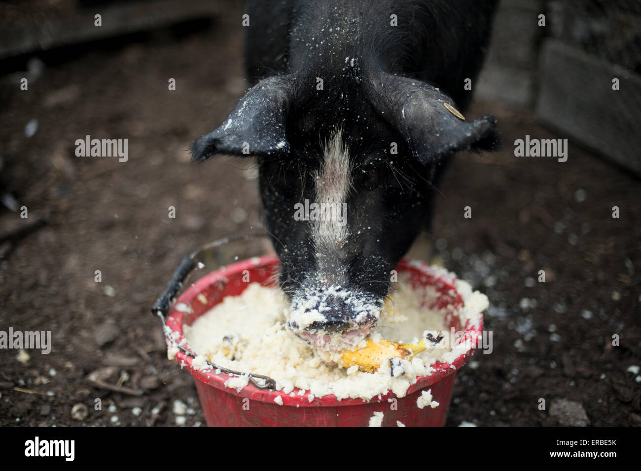 Una bazofia comer cerdo negro de un rojo cuchara, con una mezcla de