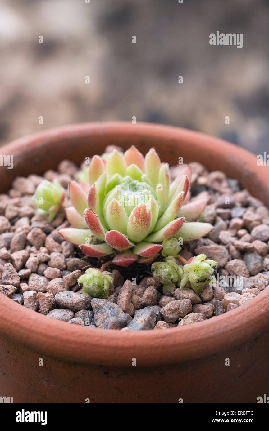Sempervivum 'William' en una maceta de barro. Foto de stock