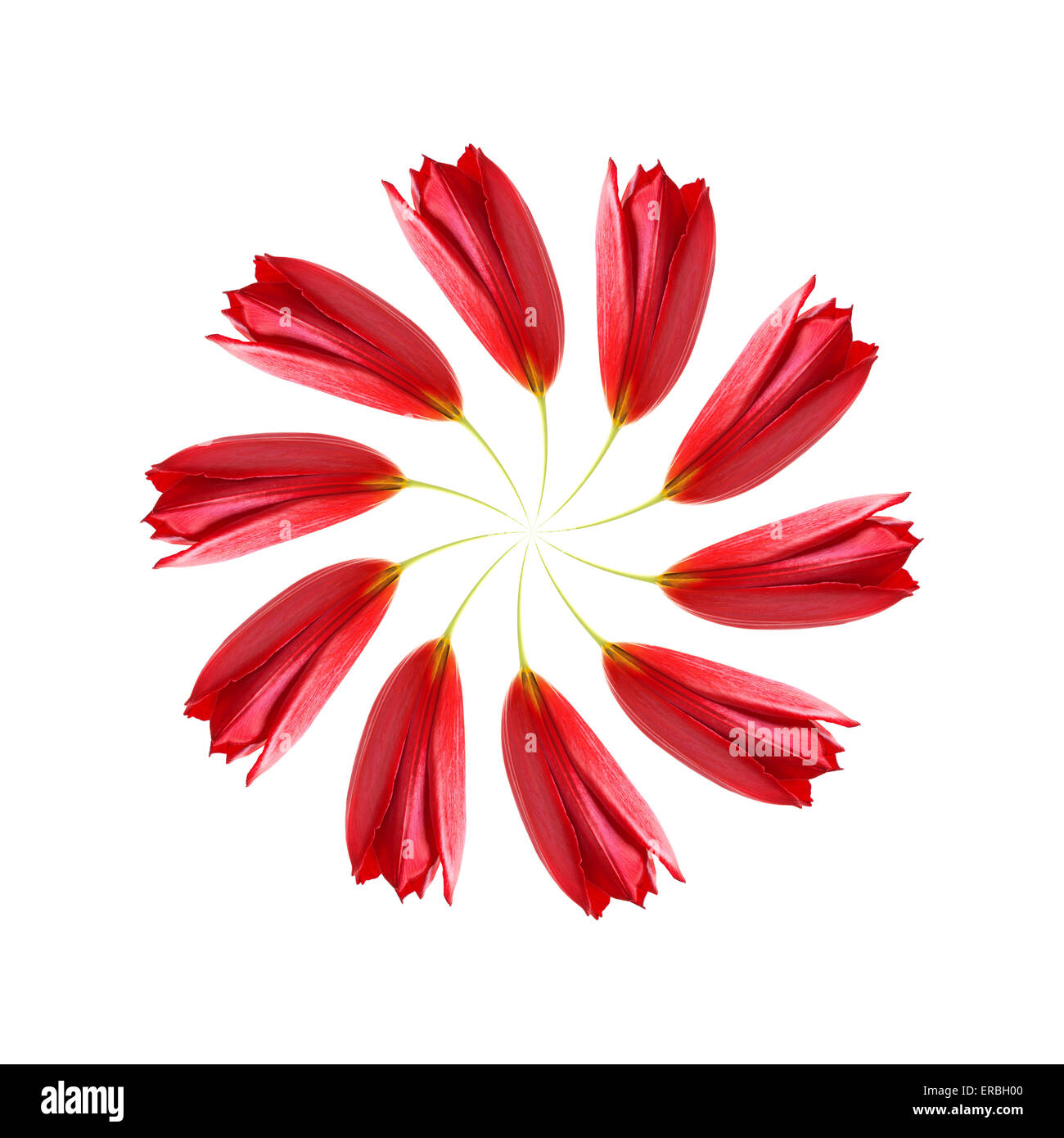 Espiral distorsionada de tulipanes rojos sobre un fondo blanco. Foto de stock