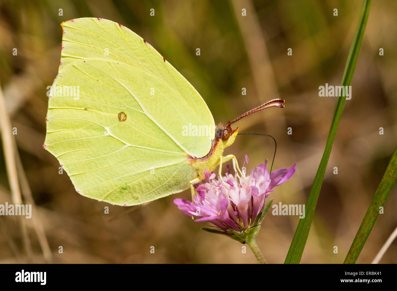 Brimstone Butterfly (Gonepteryx rhamni) adulto alimentándose en flor, Inglaterra, Reino Unido Foto de stock