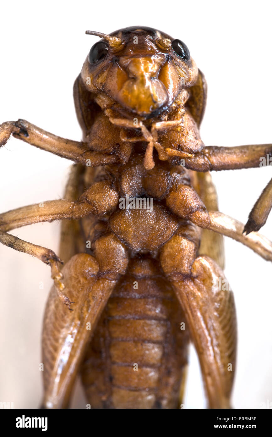 Fried Cricket o Grasshopper Un mercado de alimentos deliciosos en Asia, un ejemplo de la comida extraña o extraña que comen personas de todo el mundo Foto de stock