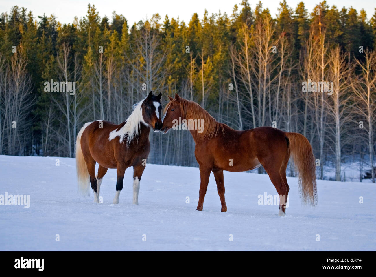 Arabian Stallion de castaño y pintura Arabian castrado juntos en la pradera sobre la nieve Foto de stock