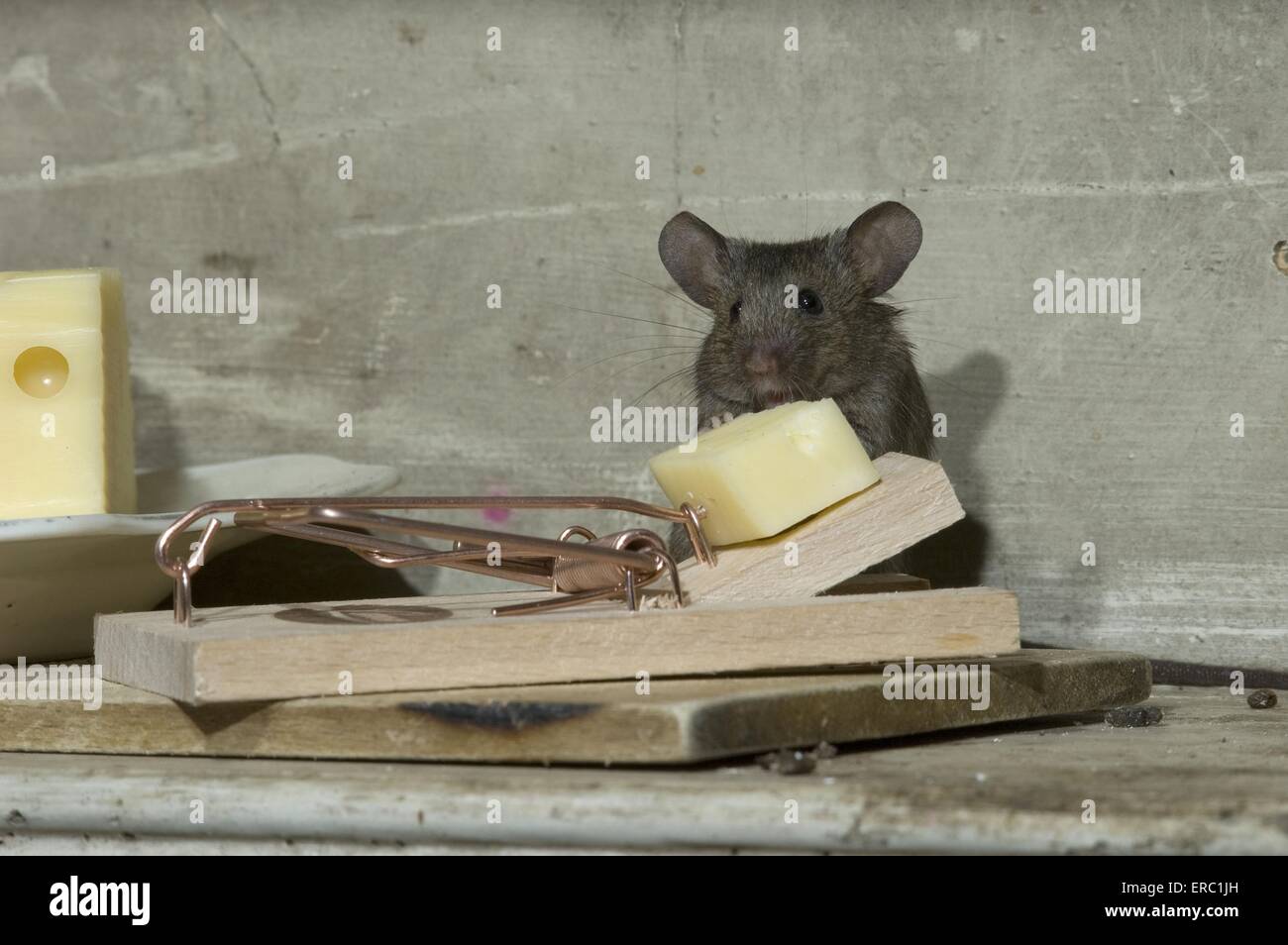 ratón de la casa Foto de stock