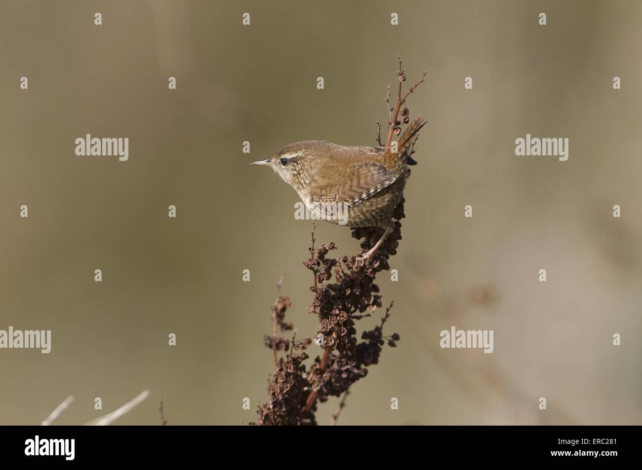wren del invierno Foto de stock