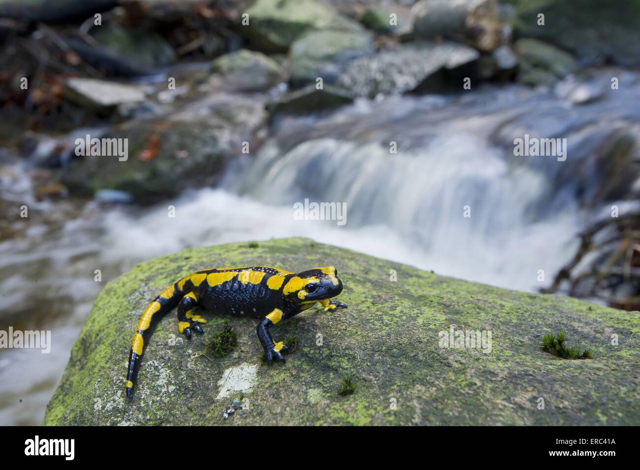 Salamandra Foto de stock