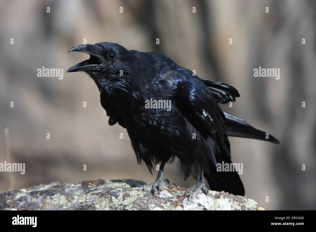 raven común Foto de stock