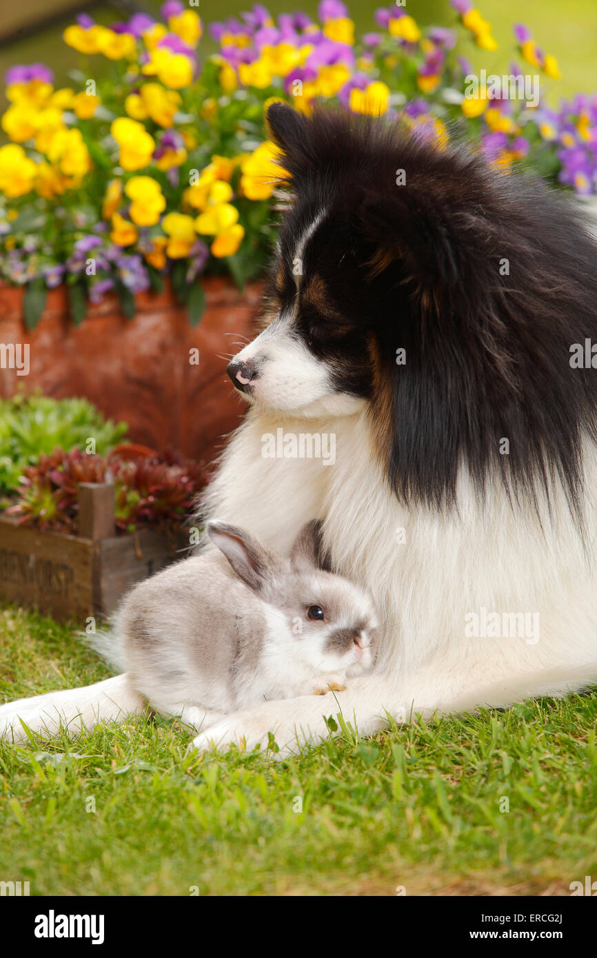 Perro de raza mixta y los enanos Lop Conejo, jóvenes, 5 semanas|Mischlingshund und Zwergwidderkaninchen, Jungtier, 5 Wochen Foto de stock