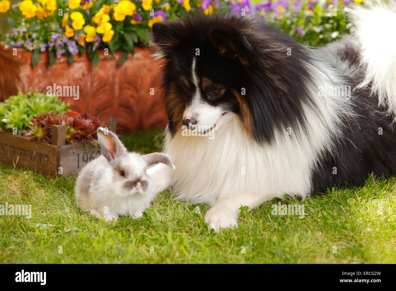 Perro de raza mixta y los enanos Lop Conejo, jóvenes, 5 semanas|Mischlingshund und Zwergwidderkaninchen, Jungtier, 5 Wochen Foto de stock