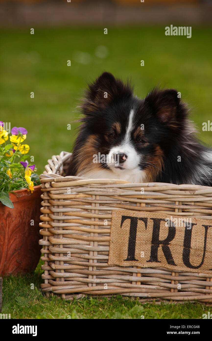 Perro de raza mixta|Mischlingshund Foto de stock