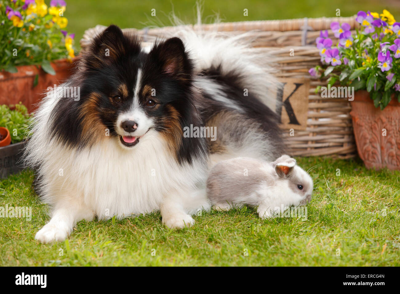 Perro de raza mixta y los enanos Lop Conejo, jóvenes, 5 semanas|Mischlingshund und Zwergwidderkaninchen, Jungtier, 5 Wochen Foto de stock