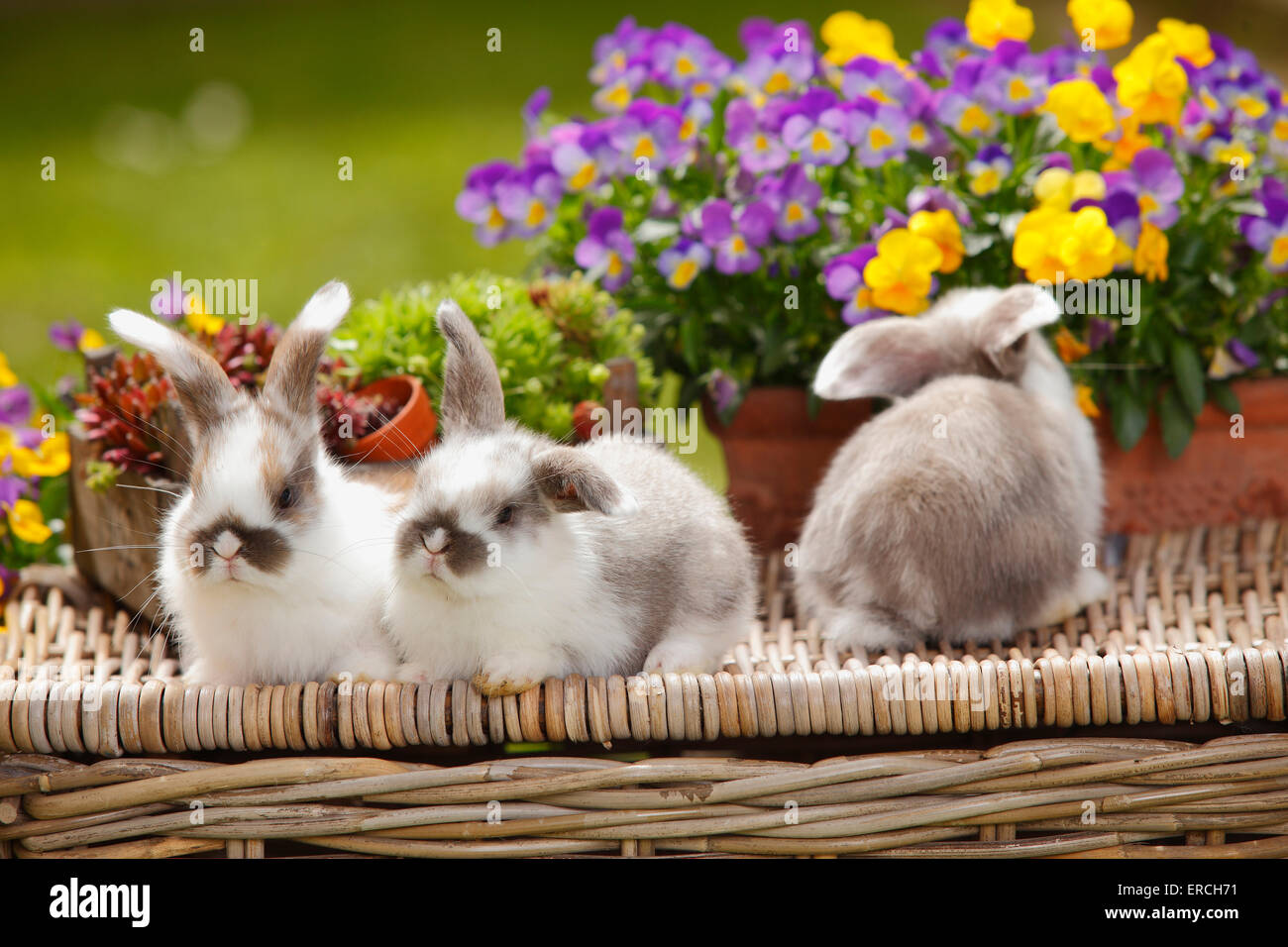 Lop conejos enanos, youngs, 5 semanas|Zwergwidderkaninchen, Jungtiere, 5 Wochen Foto de stock