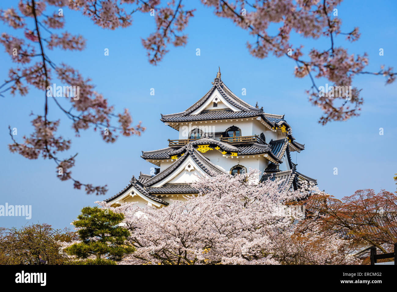 Hikone, Japón en el castillo en la primavera. Foto de stock