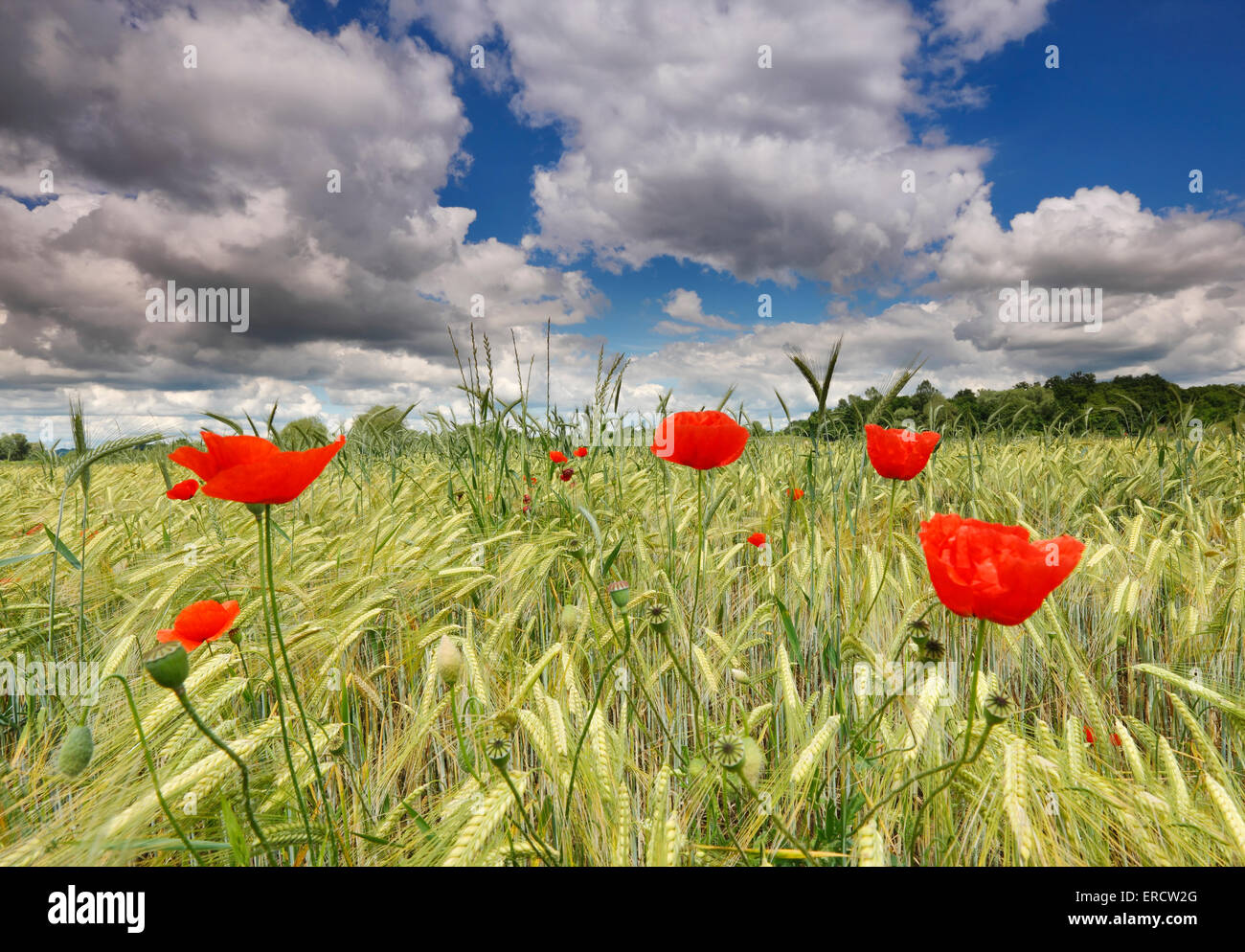 Amapolas en campo de trigo con un hermoso cielo nubes Foto de stock