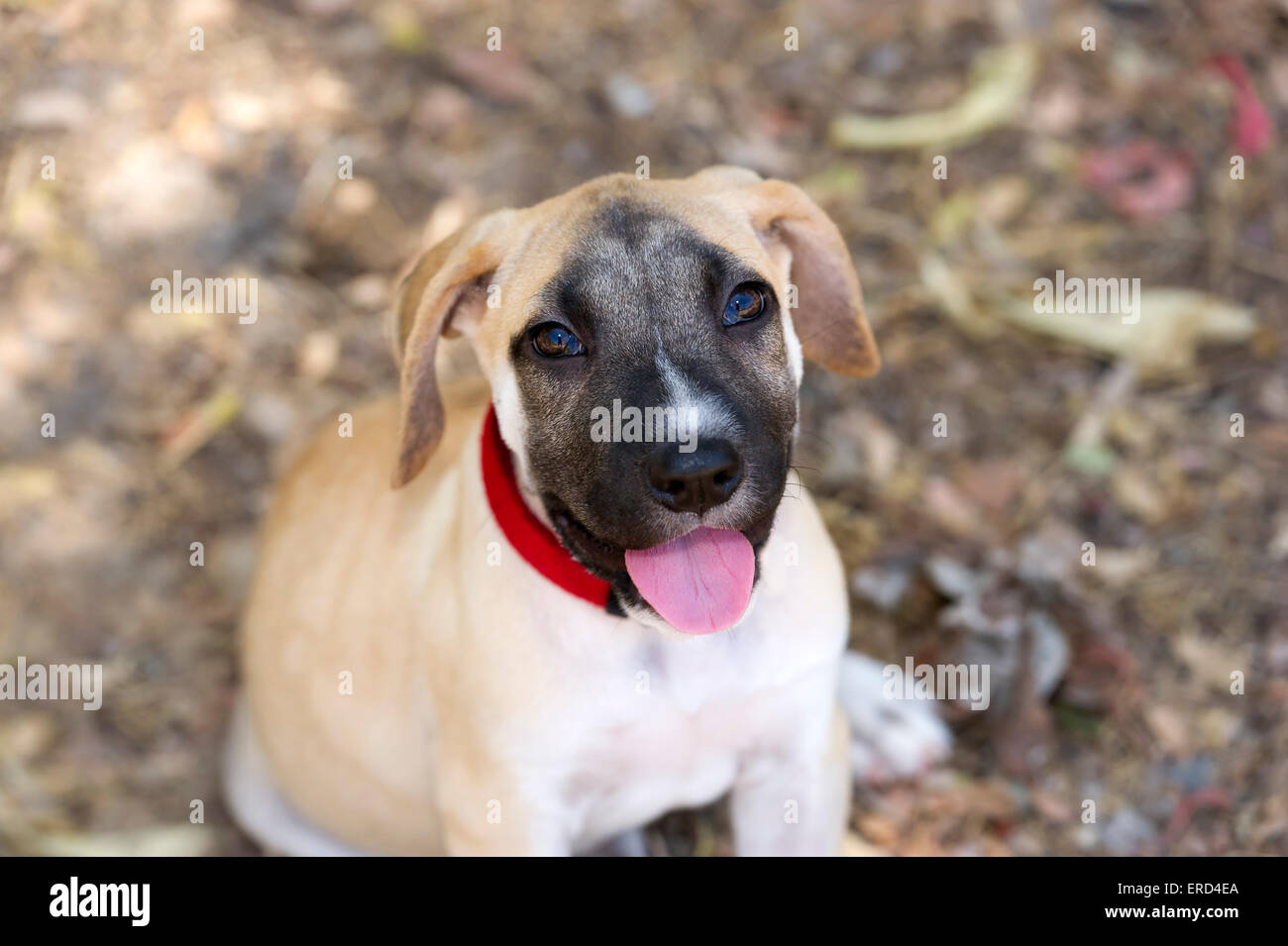 Cachorro feliz busca closeup sonriendo al aire libre Foto de stock