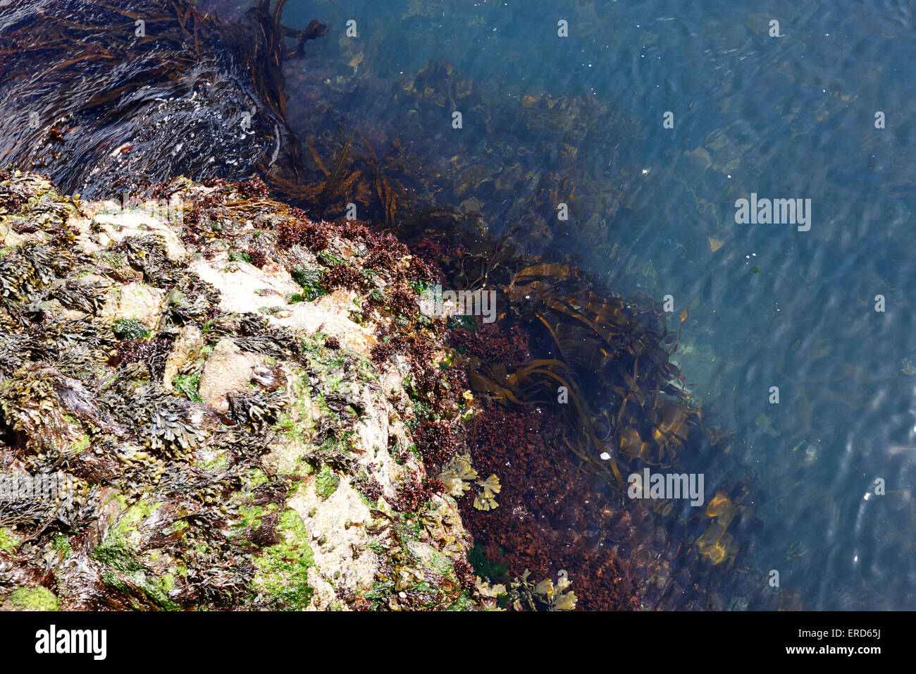 Diversas algas y algas que crecen en las rocas en el Condado de Antrim Cushendall punto de Limerick Irlanda del Norte REINO UNIDO Foto de stock