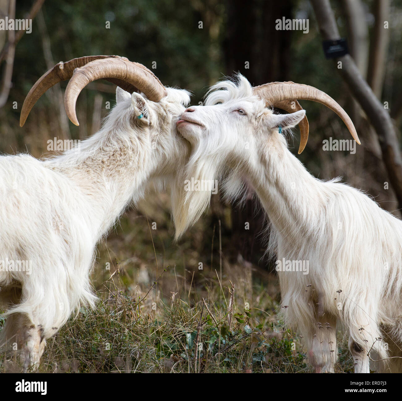 Billy blanco cabras - miembros de la bandada pequeña usada para controlar la vegetación y fomentar la biodiversidad en Avon Gorge Bristol UK Foto de stock