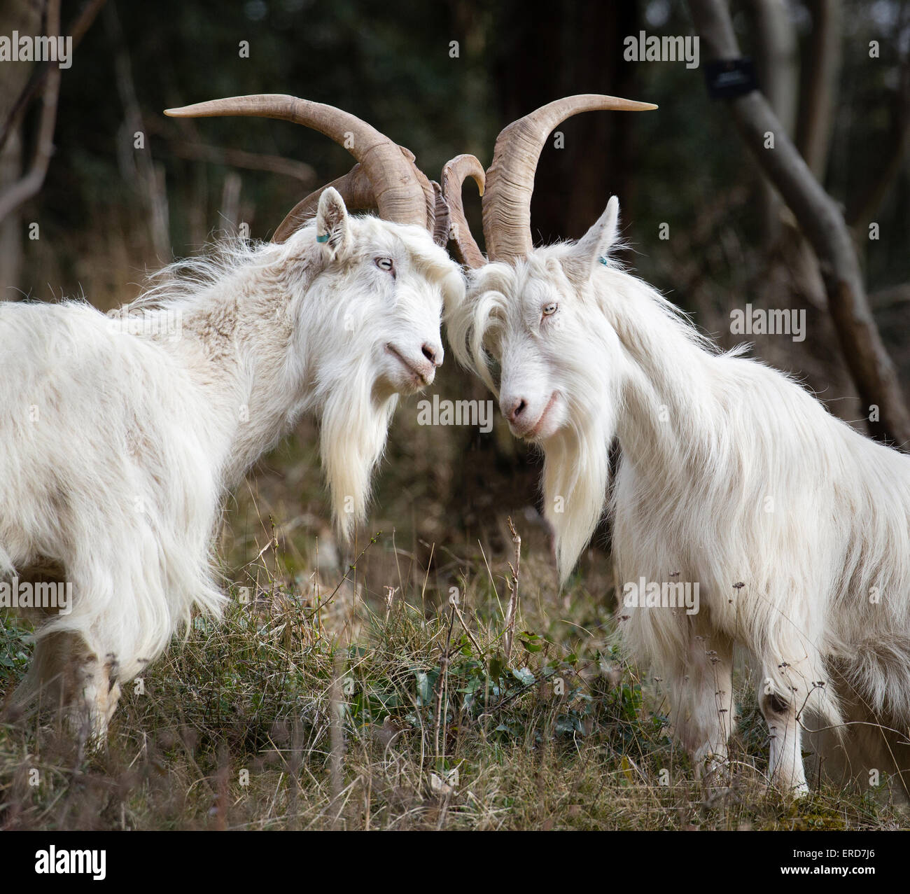 Billy blanco cabras - miembros de la bandada pequeña usada para controlar la vegetación y fomentar la biodiversidad en Avon Gorge Bristol UK Foto de stock