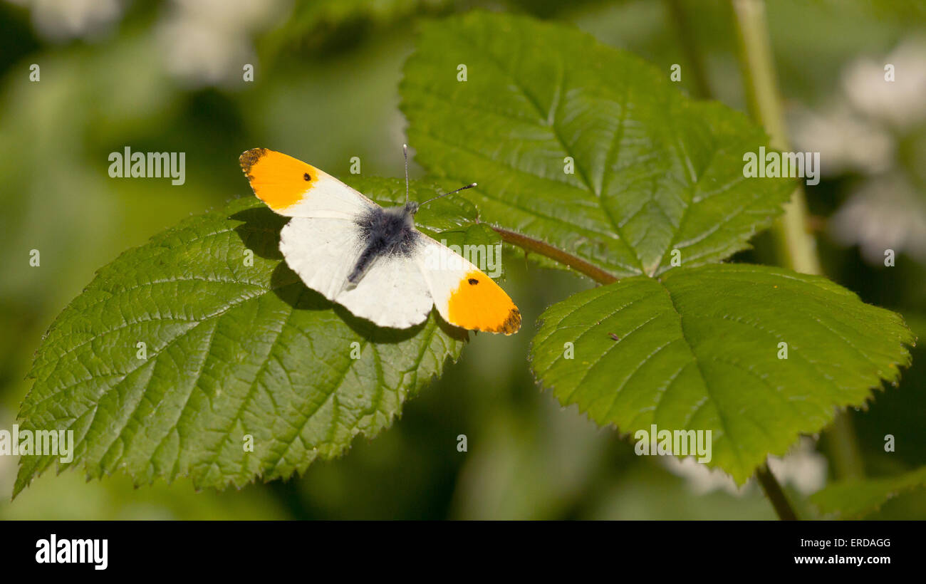 Macho Anthocharis cardamines punta anaranjada mariposa en reposo en la zarza leaf Foto de stock