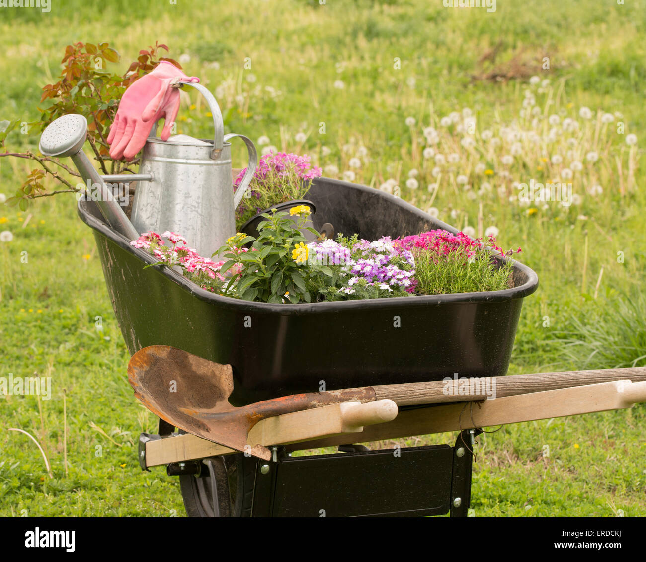 Carretilla de mano cargado con plantas, herramientas y regadera listo para obtener sping comenzó la siembra Foto de stock