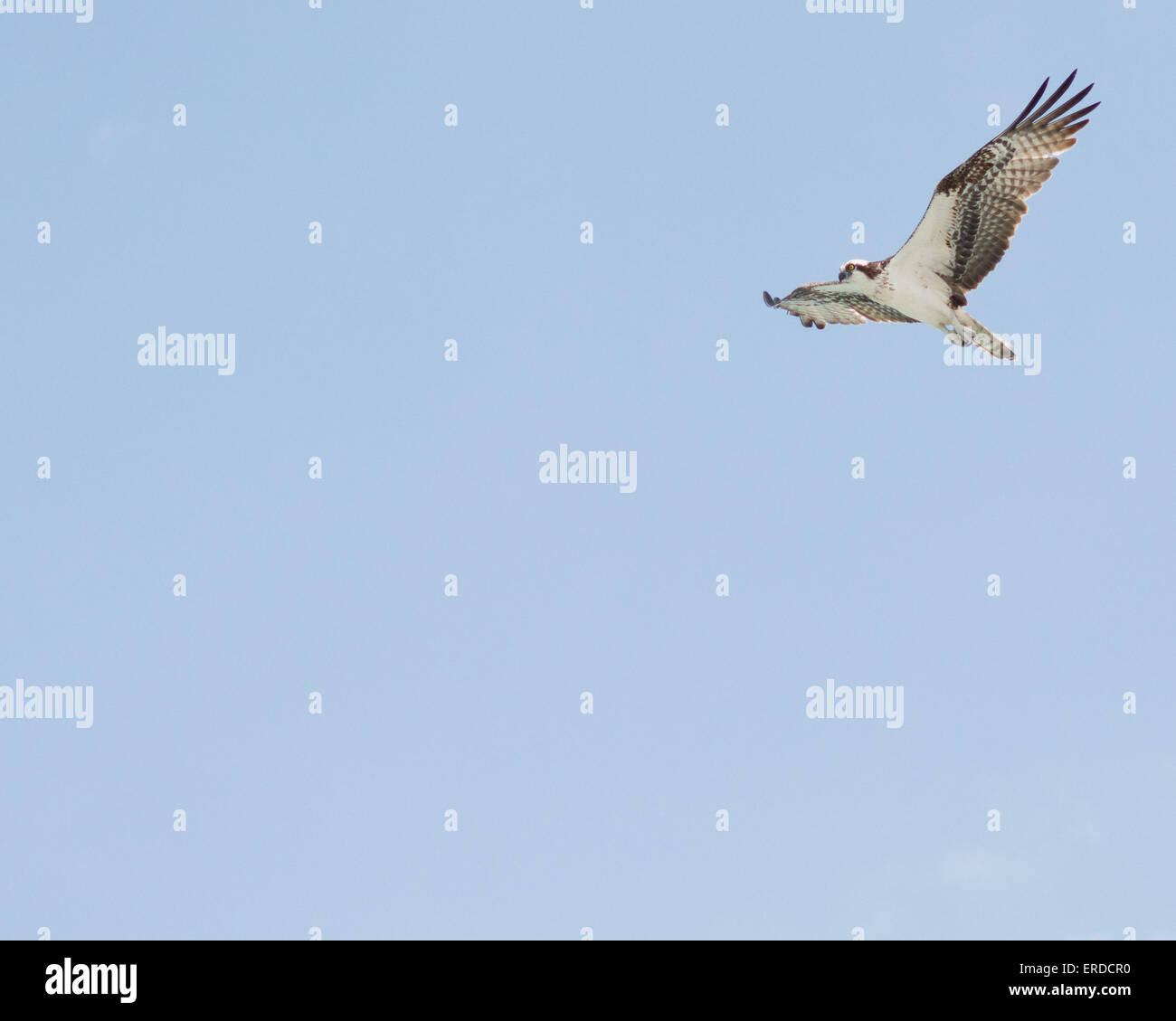 Osprey en vuelo contra un cielo azul. Foto de stock