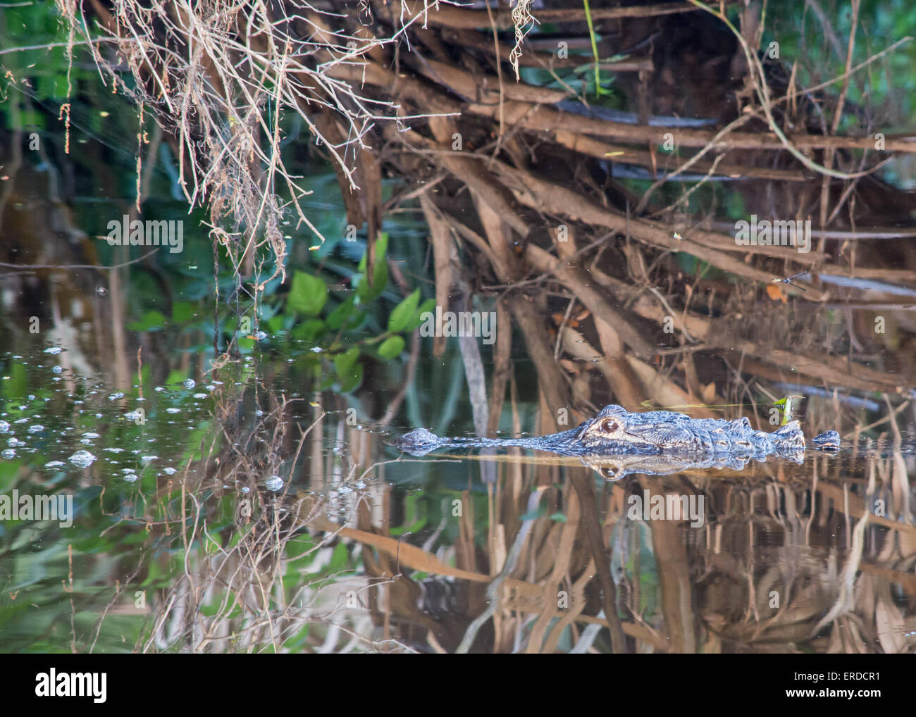 Alligator cabeza disparado en las orillas de un río. Foto de stock