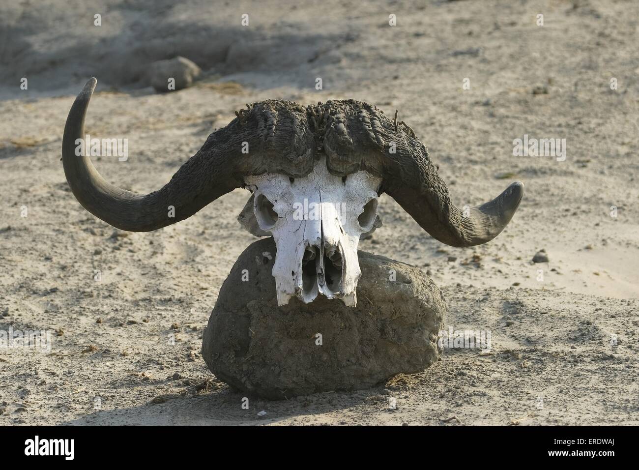 Cráneo de búfalo del Cabo Foto de stock