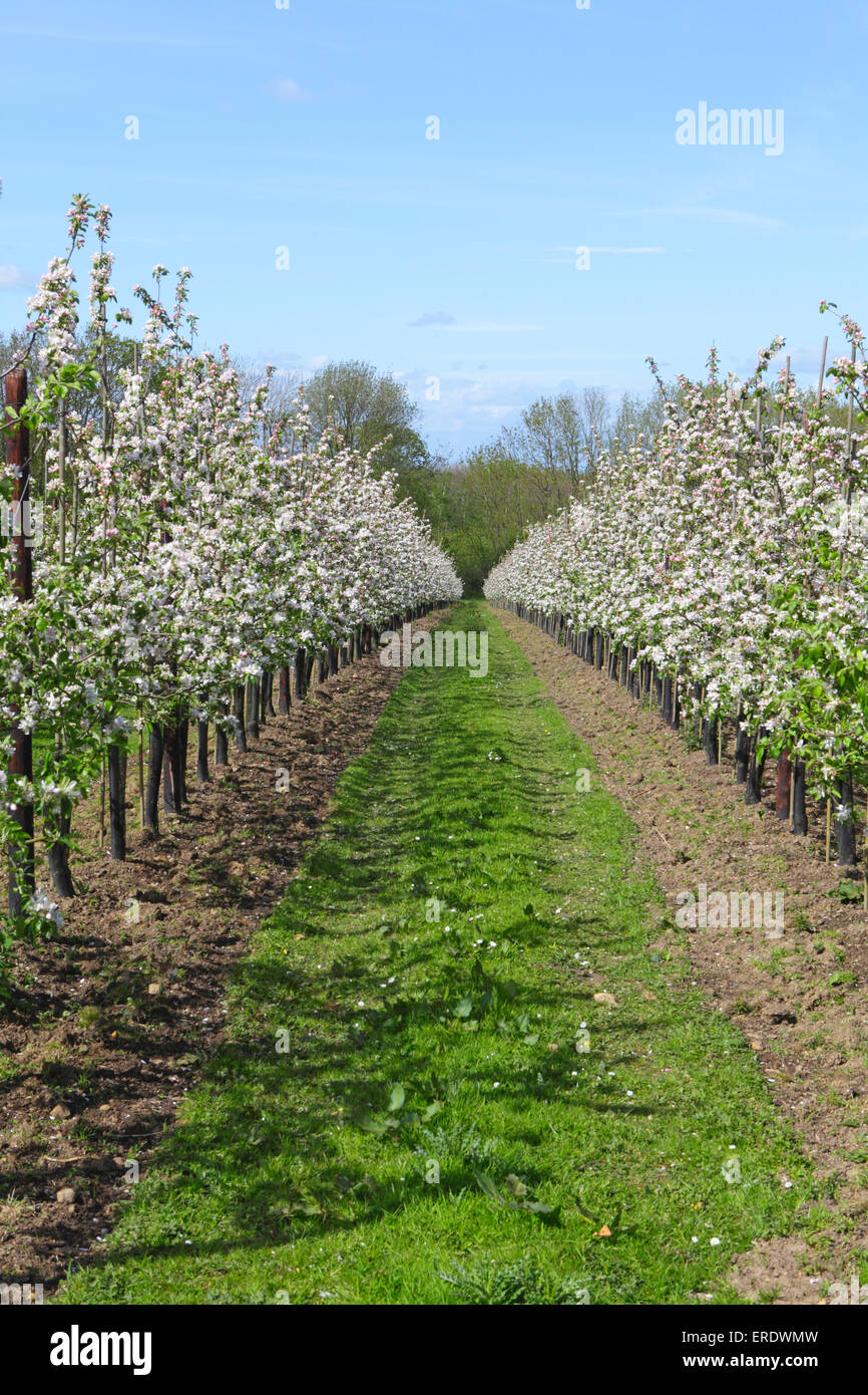 Apple orchard en Kent, Inglaterra, Reino Unido. Foto de stock