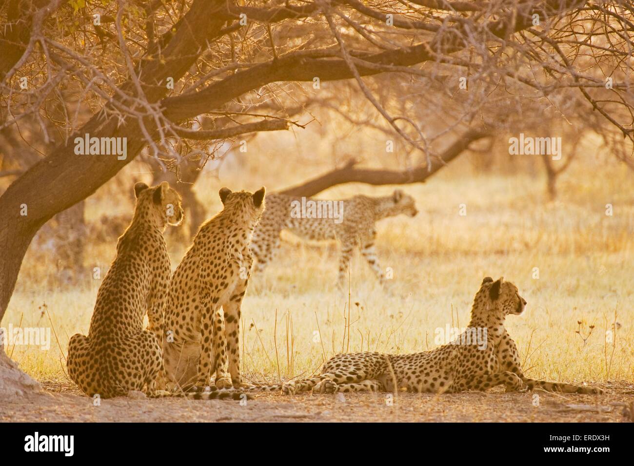guepardos Foto de stock