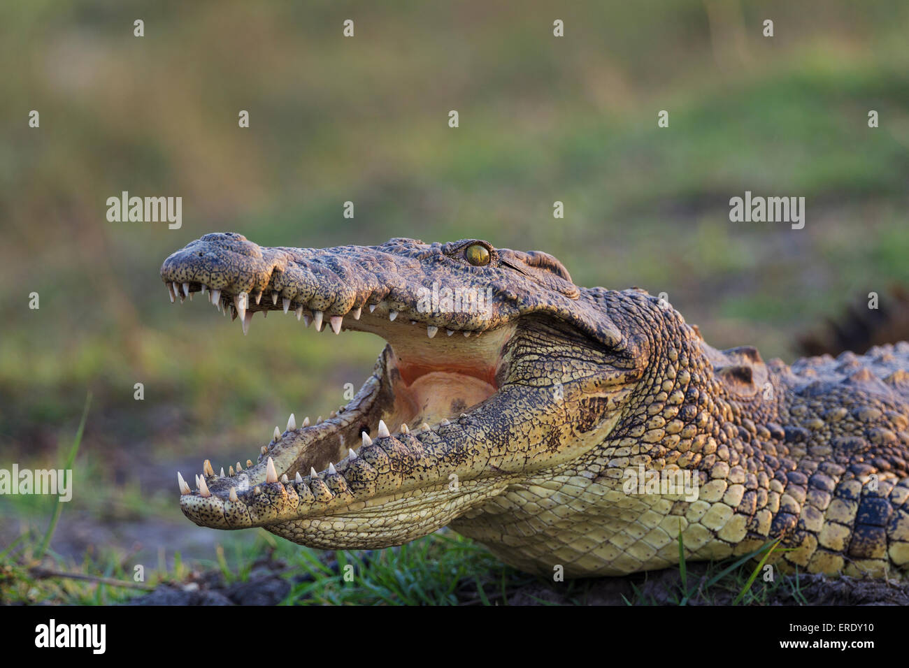 Boca de cocodrilo de apertura fotografías e imágenes de alta resolución -  Alamy