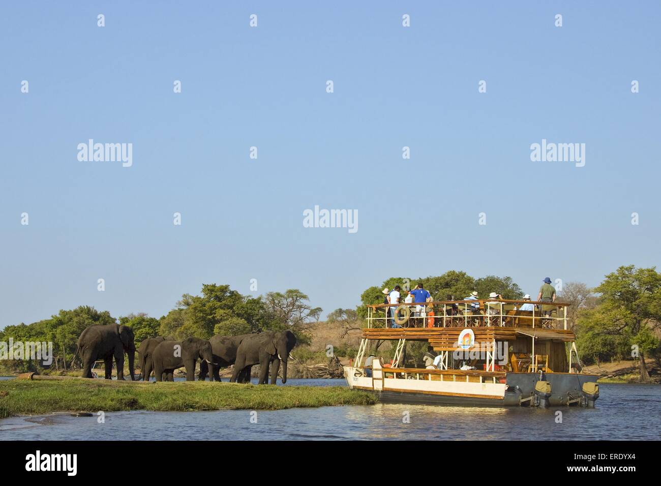 Los elefantes africanos y touristboat Foto de stock