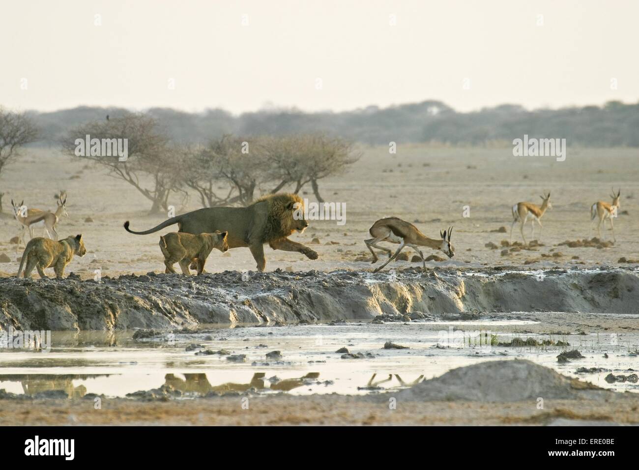 Cazando leones fotografías e imágenes de alta resolución - Alamy