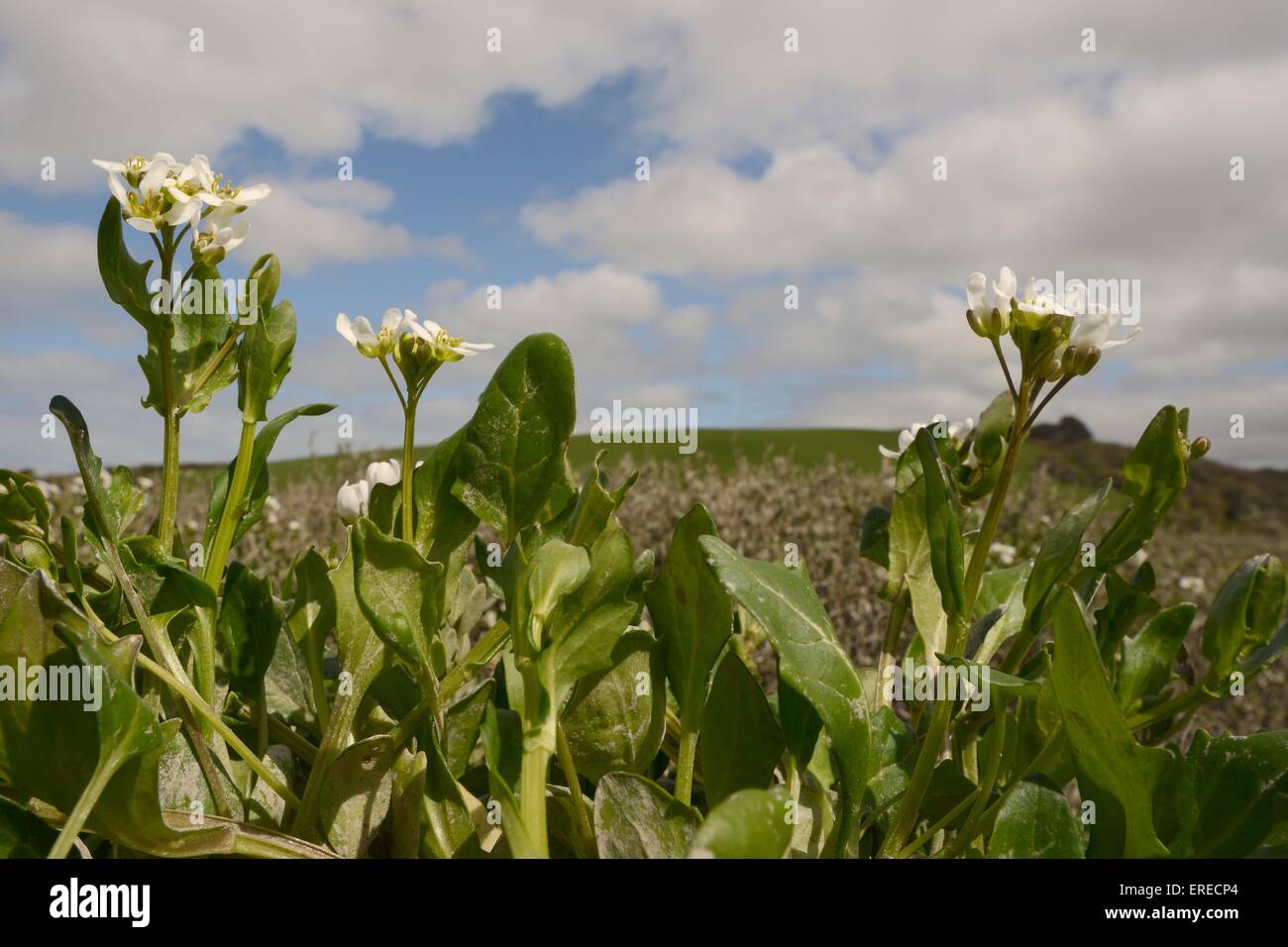 Escorbutograss inglés / largohojas de hierba escorbuto (Cochlearia