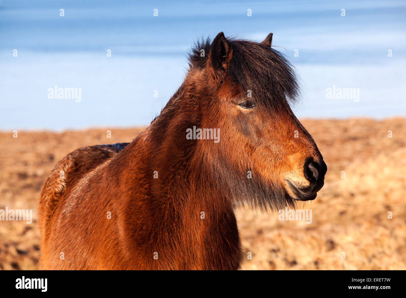 Brown pony islandés en una pradera en Islandia Foto de stock