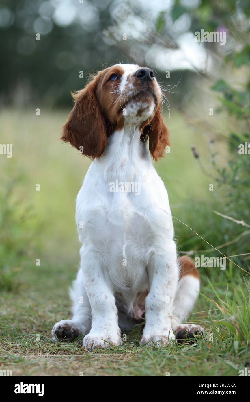 Springer Spaniel Galés jóvenes Foto de stock