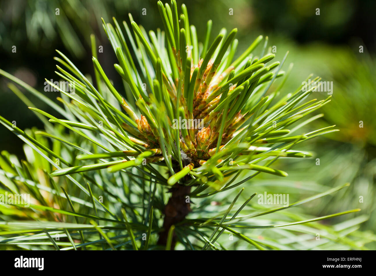 Las agujas de pino coreano (Pinus koraiensis closeup) Foto de stock