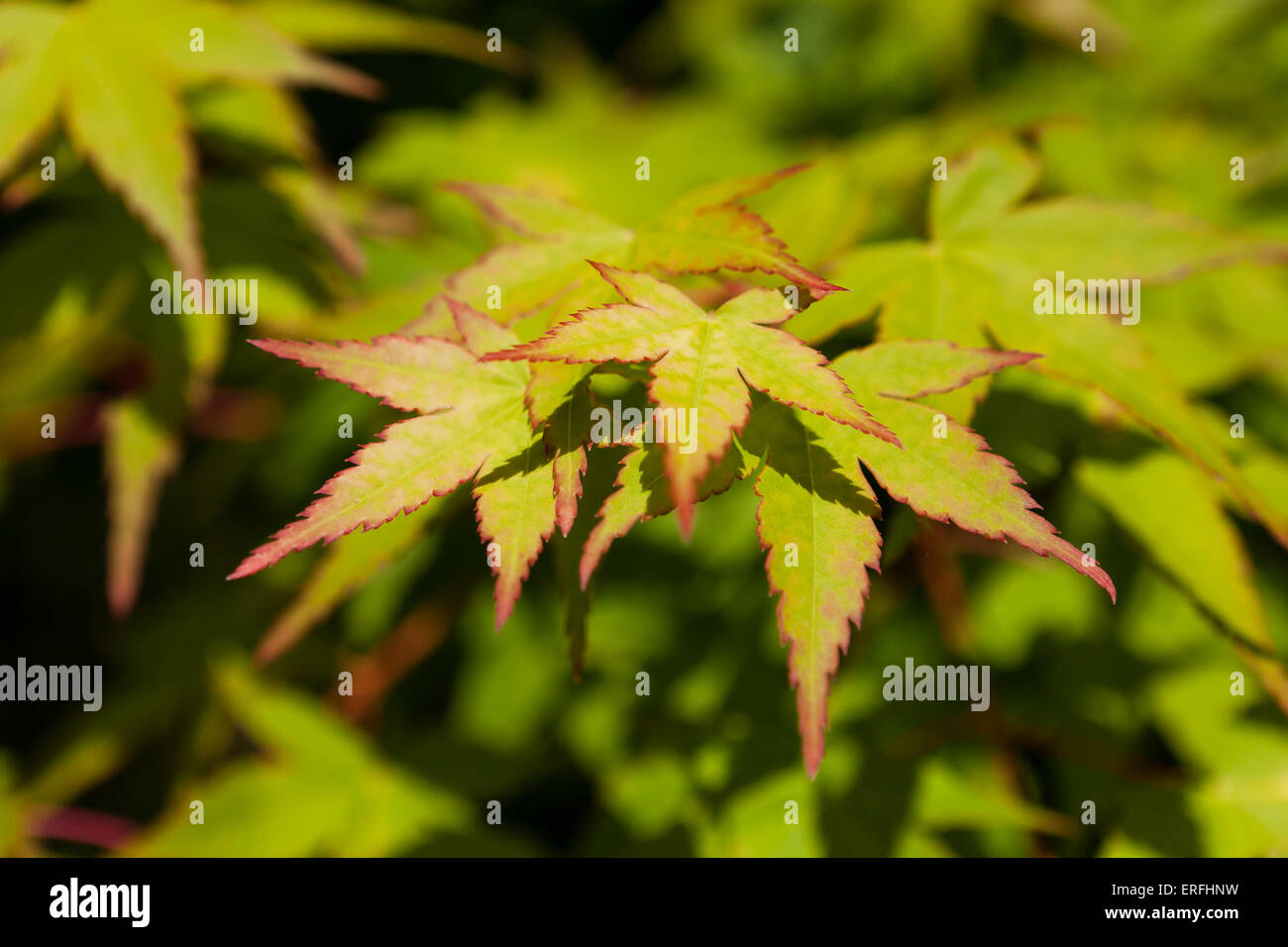 Hojas de arce japonés (Acer palmatum) Foto de stock