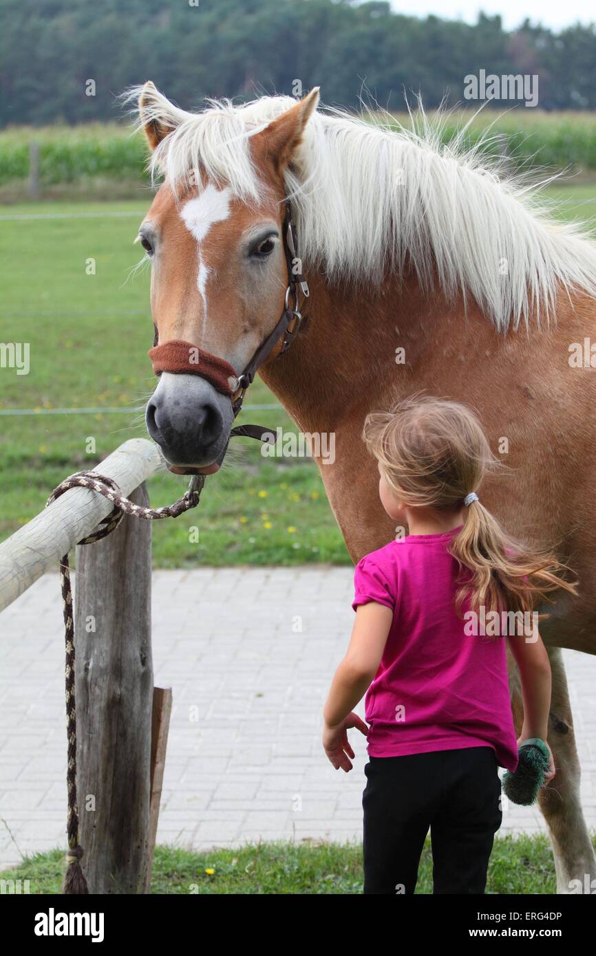 Chica con caballos Haflinger Foto de stock