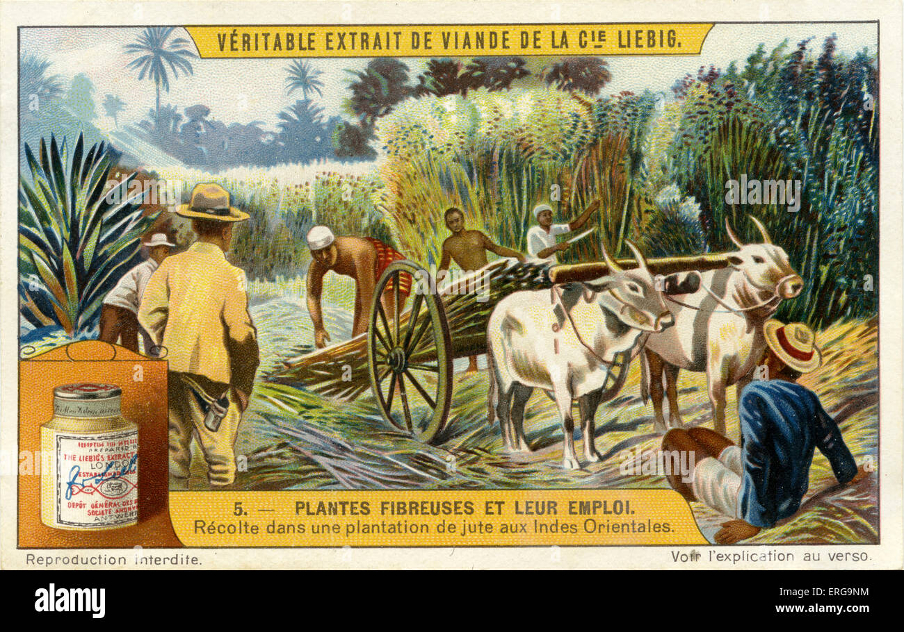Cosecha en una plantación de yute en las Indias Orientales. Serie de Liebig: Plantes Fiberuses et leur emploi. 1910, Nº 5. Foto de stock