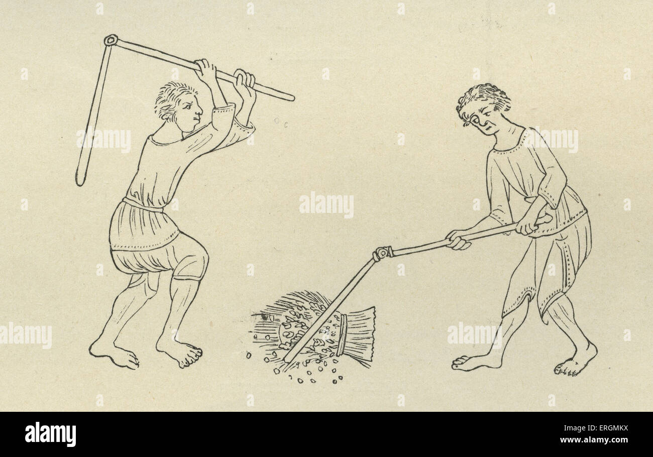 Los siervos de la gleba la trilla de maíz. Después de iluminaciones en el Salterio Luttrell- manuscrito del siglo XIV, c. En el año 1340. Foto de stock