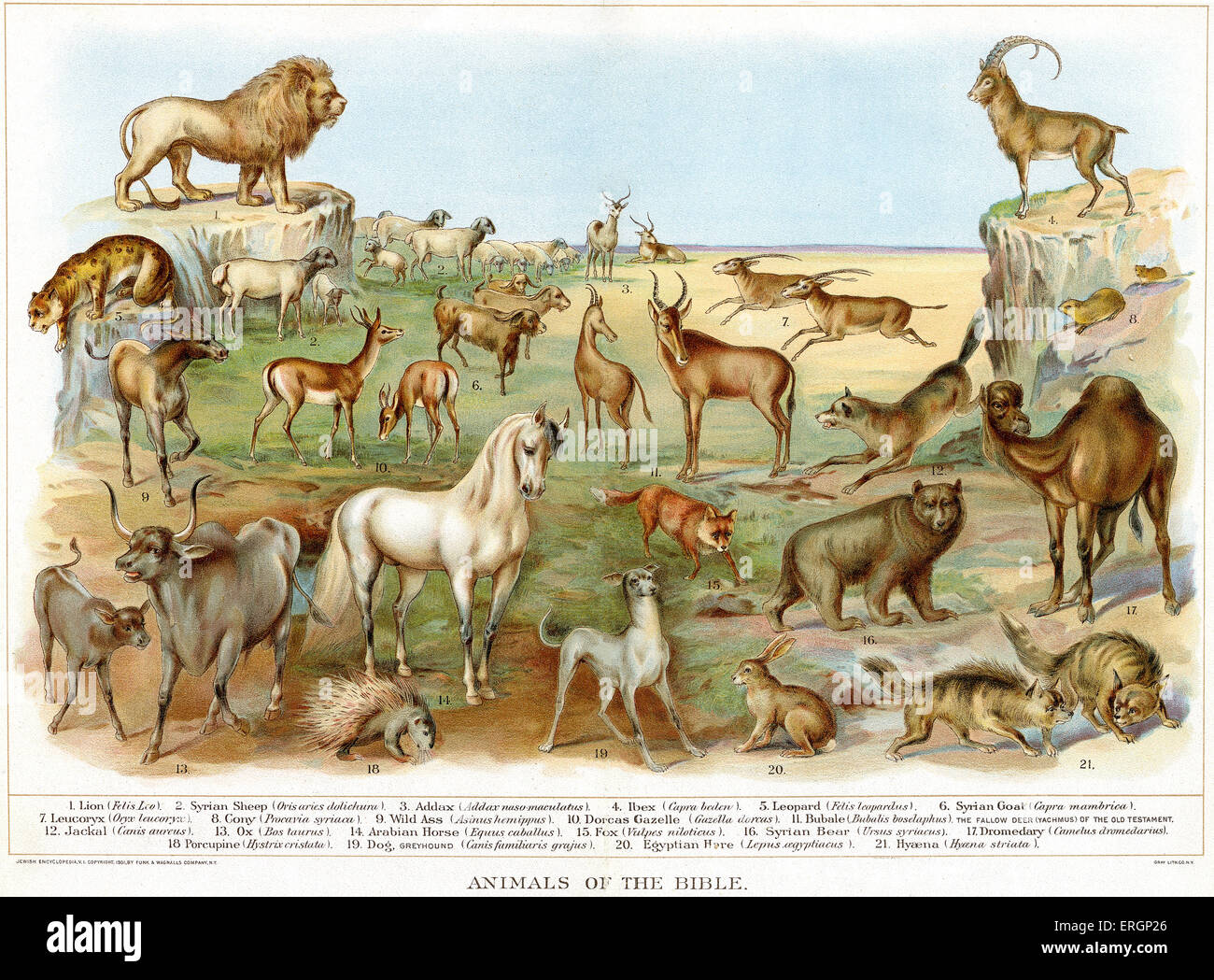 Animales de la biblia fotografías e imágenes de alta resolución - Alamy