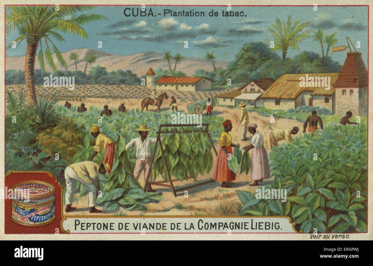 Una plantación de tabaco, Cuba, siglo XIX. Los trabajadores de los campos recoger hojas de tabaco y cuélguelos en secarse. A partir de una receta Foto de stock