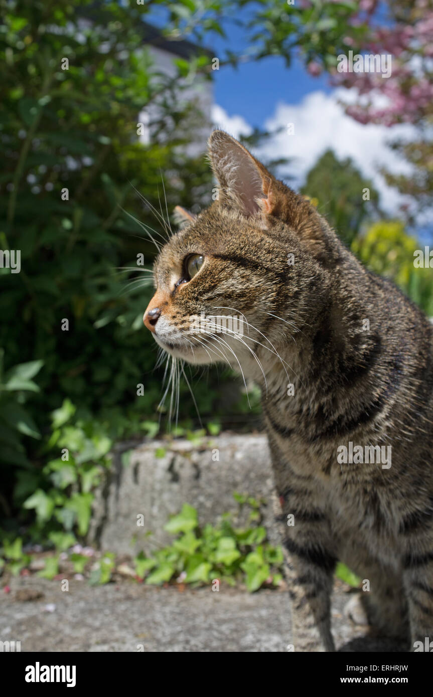 Un gato atigrado en su jardín Foto de stock