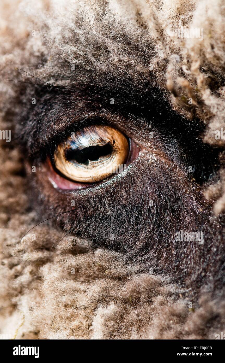 Sheep Eye Fotos e Imágenes de stock Alamy